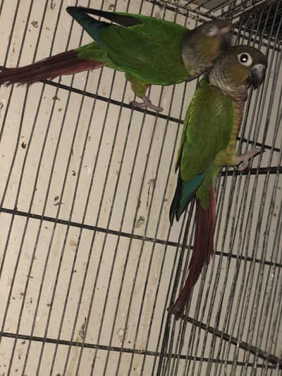 Green conure