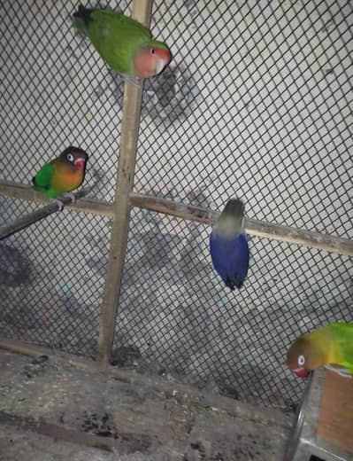 Love birds and Budgies for sale