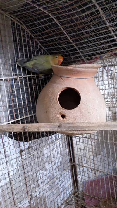 Parblue Split Pale fellow Breeder Female With DNA