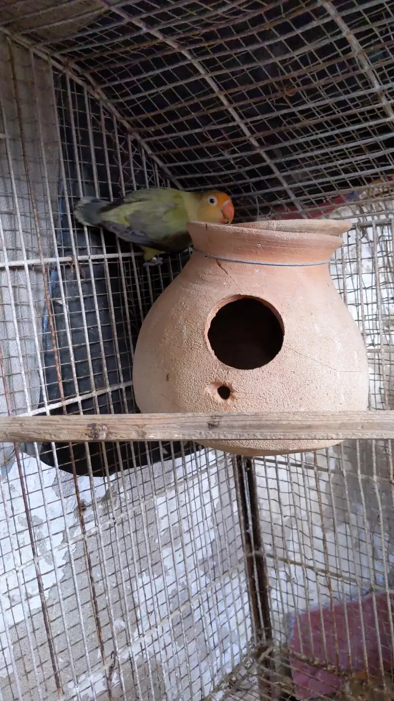 Parblue Split Pale fellow Breeder Female With DNA — photo 2