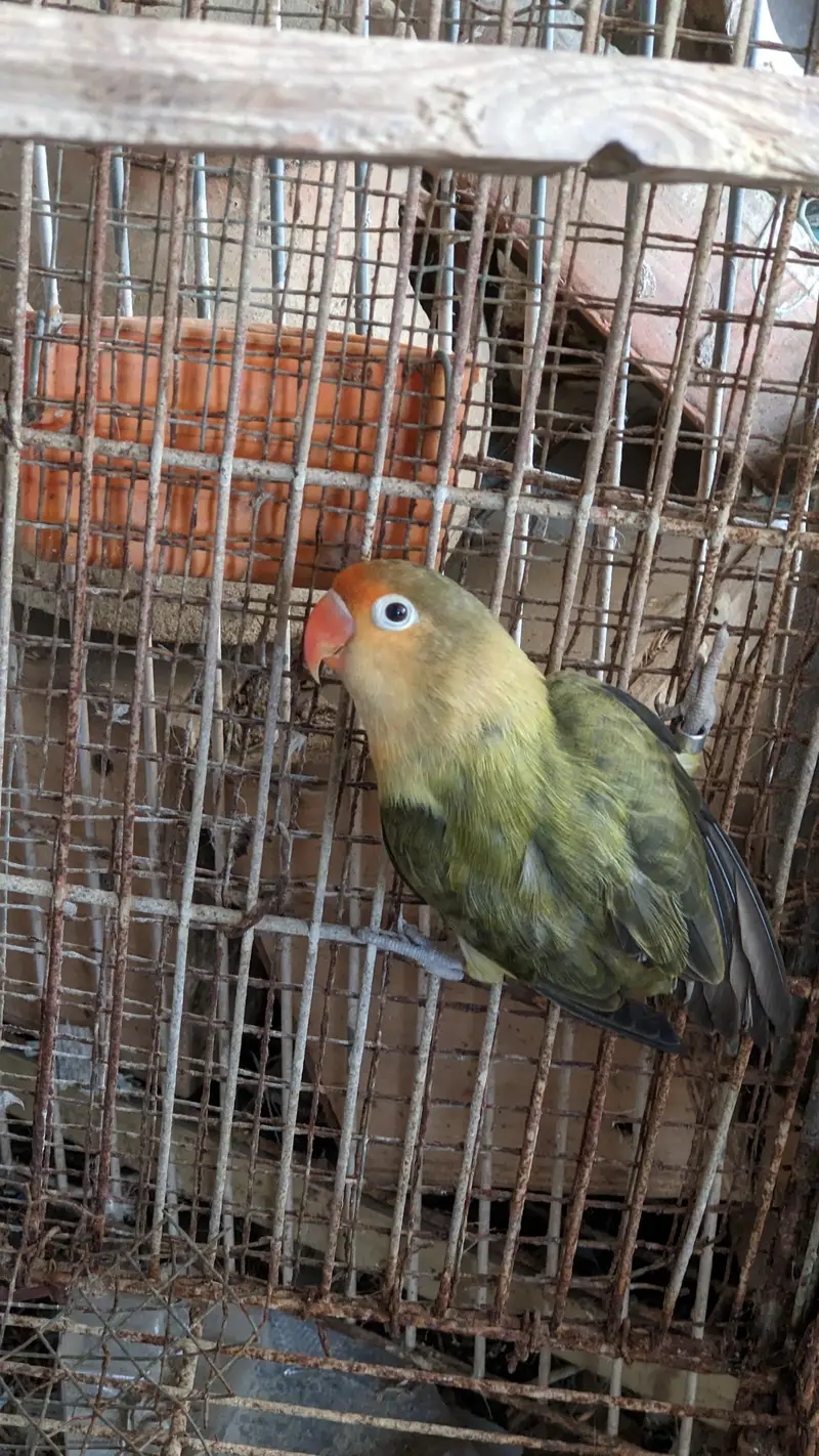 Parblue Split Pale fellow Breeder Female With DNA — photo 4