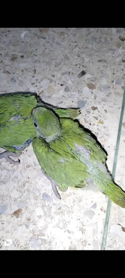 ringneck pair with chicks 03248203246