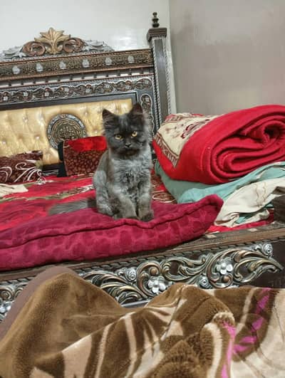 playful gray color kitten for sale