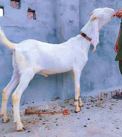 گلابی بکرا قربانی والا ( Bakra For Sale )