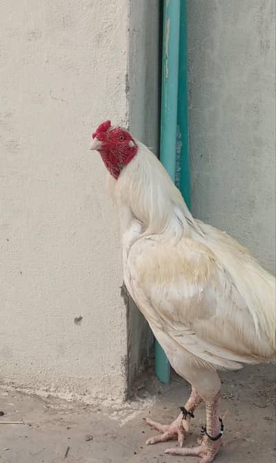 white Aseel (sofaid Aseel) Breeder