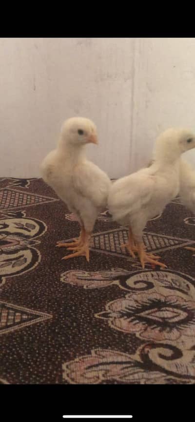 White OShamo chicks