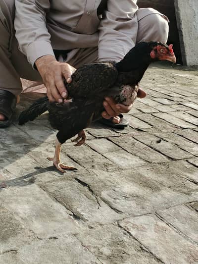 Aseel murgi for sale