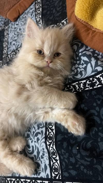 1 female kitten available