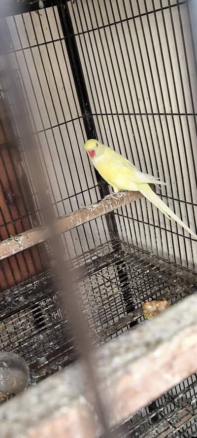 cremino ringneck female