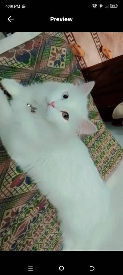 2 persion cat for sale.