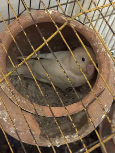 Love birds , cocktails , red eyes , Australian