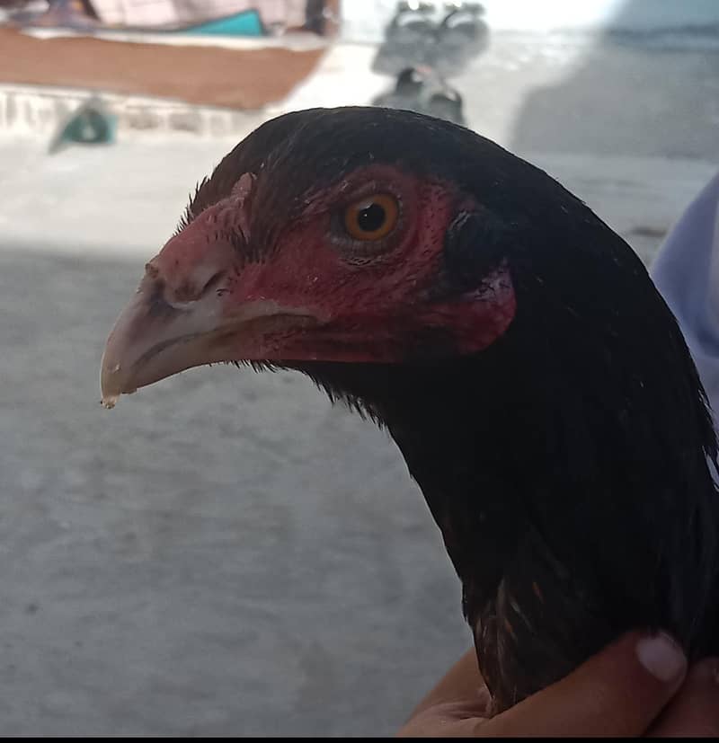 Aseel, astorloop, Dasi 0