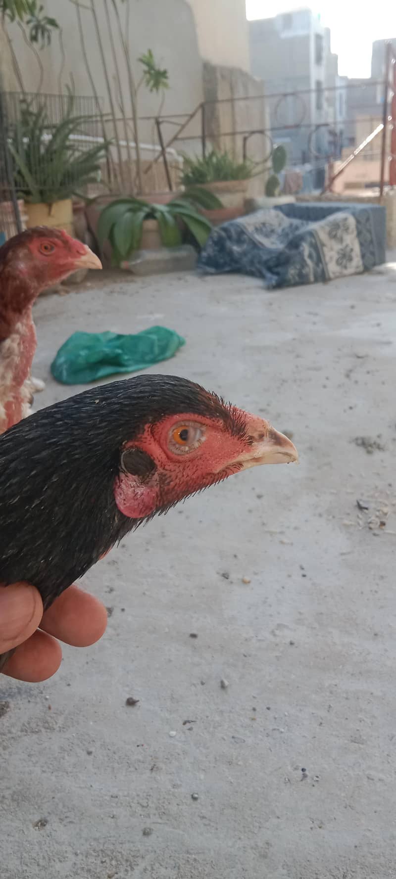 Aseel, astorloop, Dasi 1