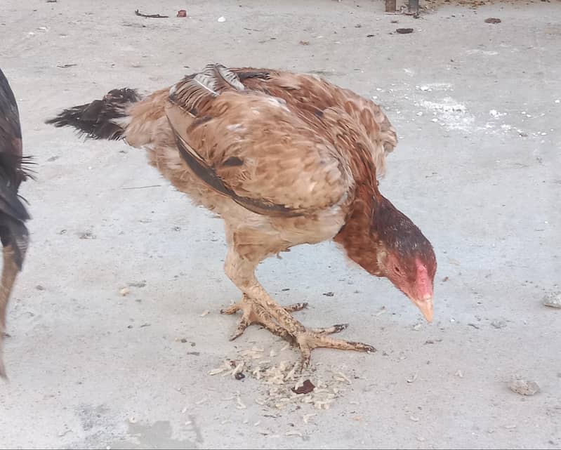 Aseel, astorloop, Dasi 2