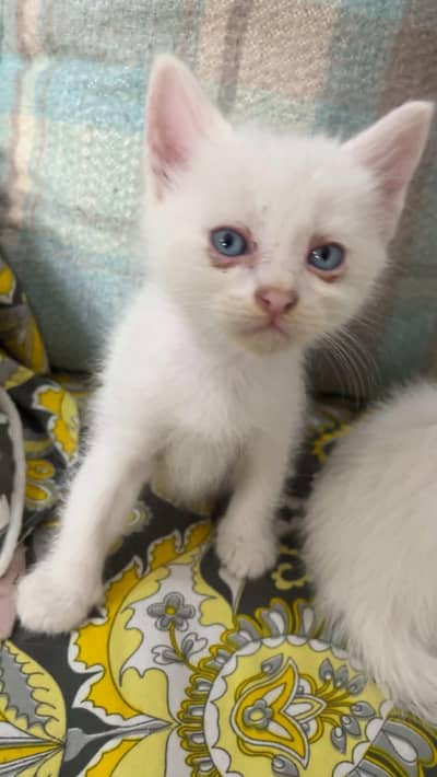 1 white female trepal kot 4 white baby's dabal kot