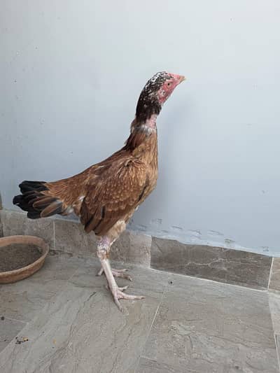 Aseel mianwali female