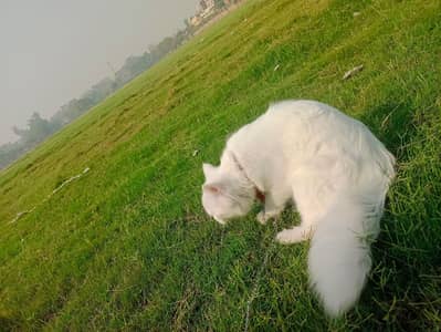 white colour Mel hay vaccine lage hoi hay house cat hay palto