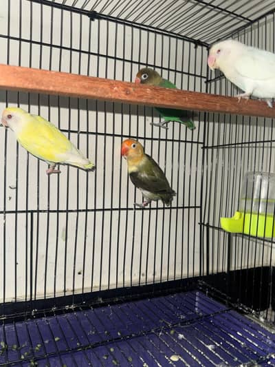 2 love bird pairs + breeding box + eggs + high quality cage
