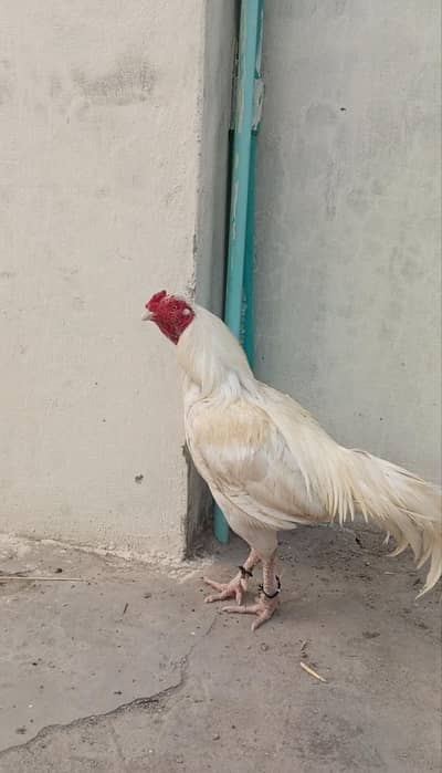 High Quality White Aseel Murga