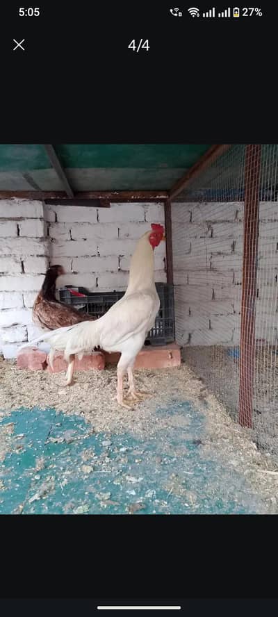 hera aseel and female