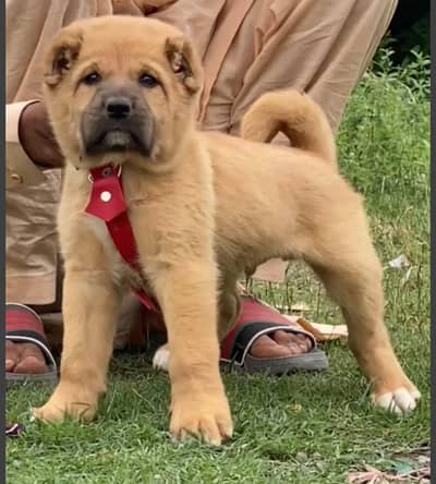 Turkish kangal dabal Hadi have bone stacture security dogs for sale