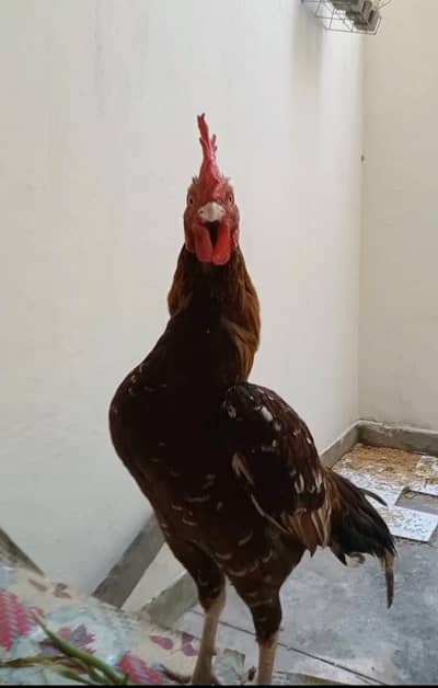 A+ Quality Bengum Aseel patha