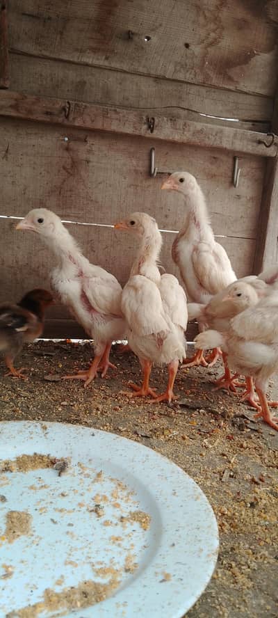 Aseel Shamo paper white & wyndotte chicks available