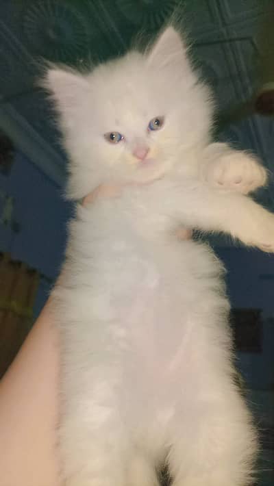 Persion kitten