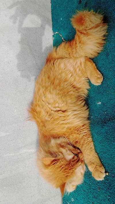 Fluffy Persian Cat Available – Very Cute & Friendly