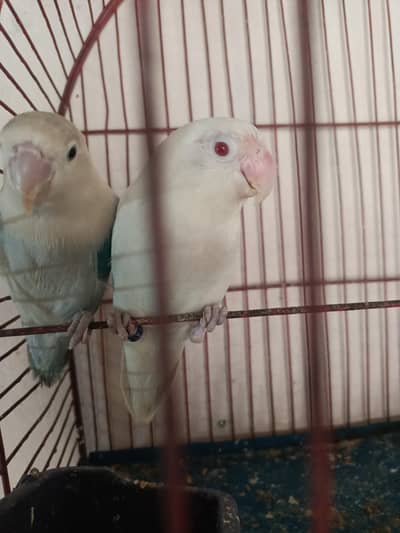 mashallah healthy & active