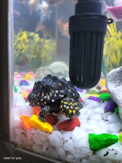 aquarium without fishes and assesories unbreakable body stainless