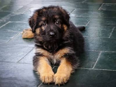 German Shepherd pups