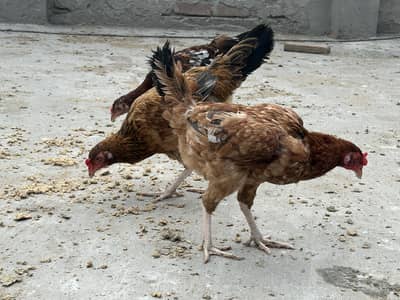 Aseel cross desi hens