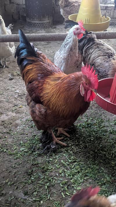 heavy buff healthy active male for sale