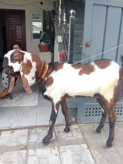 multani Desi huge bakra