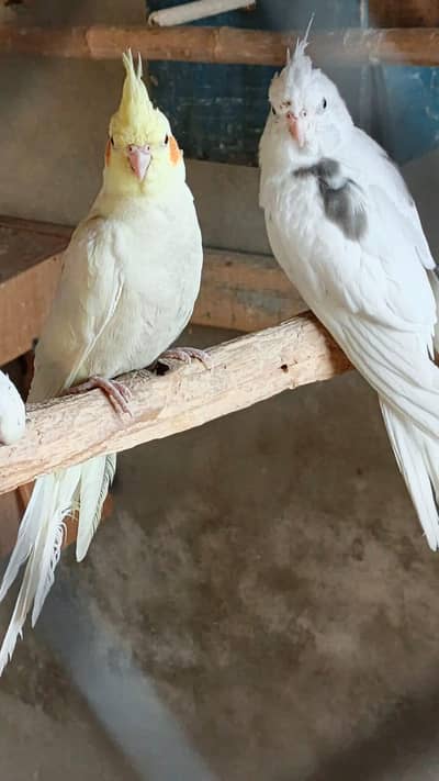 cocktail breeder pair