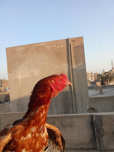 phatta murga for sale