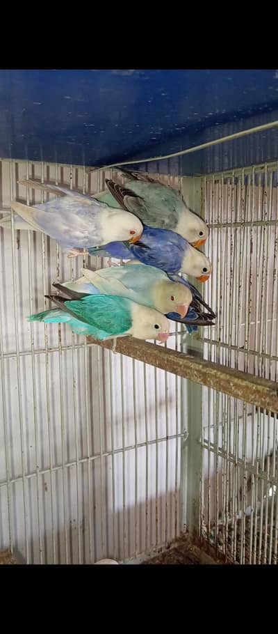love birds Pathy blue 2