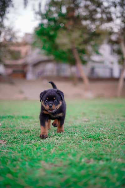 Top notch rottweiler puppies from highly pedigree parents