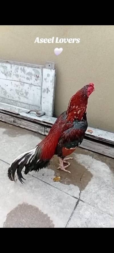 Aseel mianwali breed lakha murgha urgent for sale