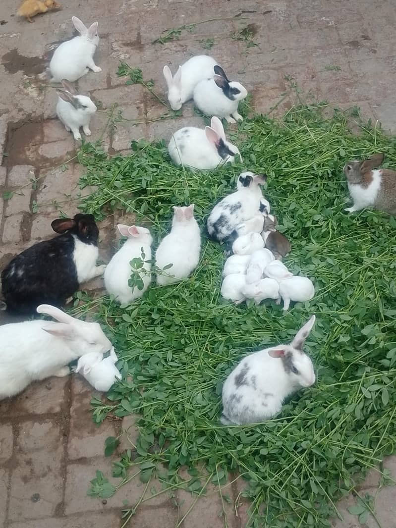 خرگوش برائے فروخت 1