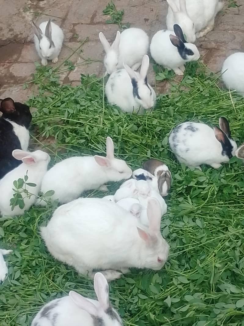خرگوش برائے فروخت 2
