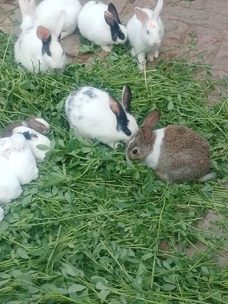 خرگوش برائے فروخت 3