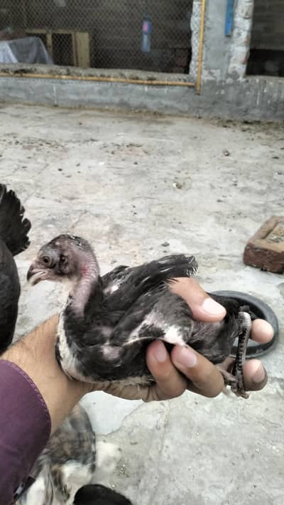 Pure aseel chicks for sale