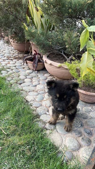 4 PEDIGREE male German Shepherd