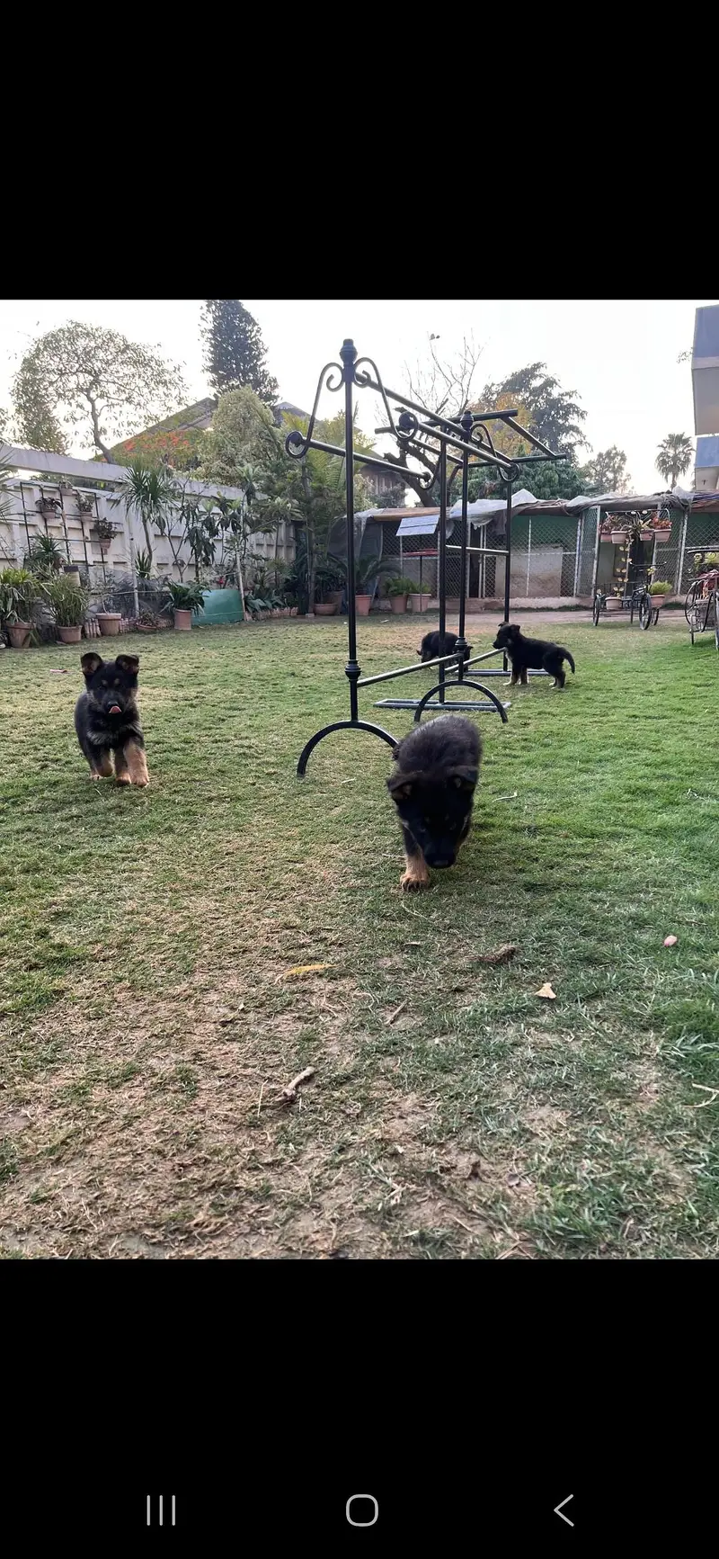 4 PEDIGREE male German Shepherd — photo 3