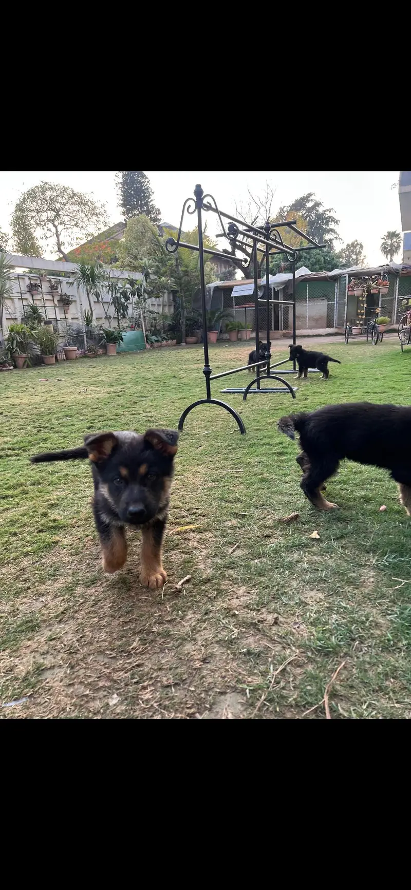 4 PEDIGREE male German Shepherd — photo 4