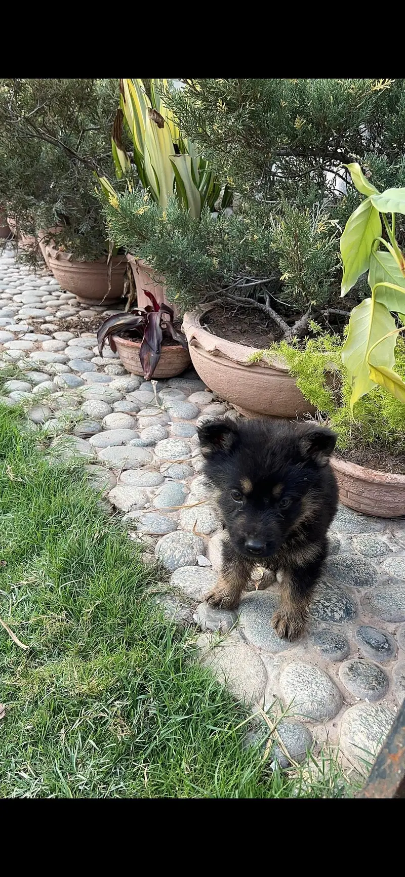 4 PEDIGREE male German Shepherd — photo 5