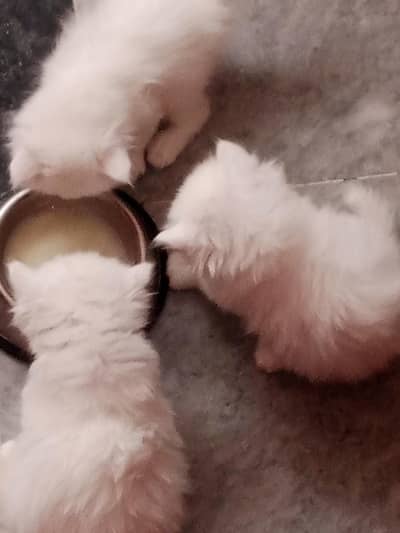 persian kittens 4