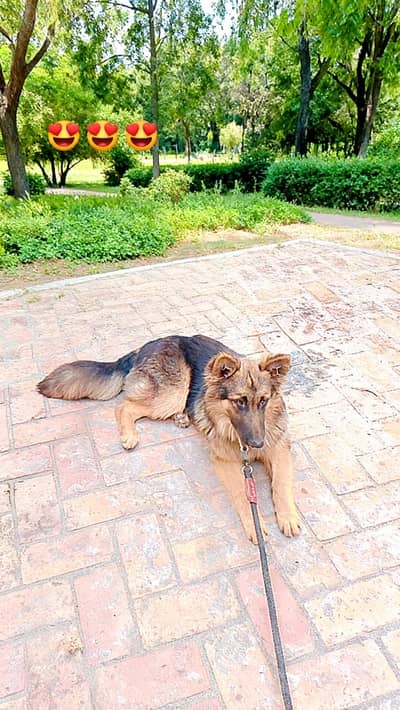 German Shepherd For Sell